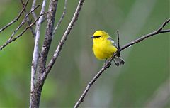 Blue-winged Warbler